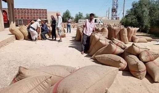 123 ألف طن من القمح سُلمت في دير الزور.. انتهاء الحصاد واستمرار التوريد