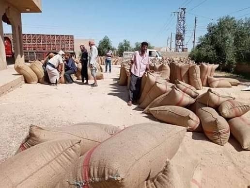 123 ألف طن من القمح سُلمت في دير الزور.. انتهاء الحصاد واستمرار التوريد