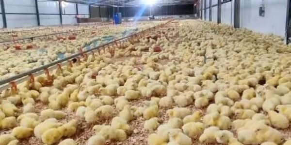 استيراد بيض التفقيس دون قيود يهدد صناعة الدواجن في حماة.. ودعوات المربين لتفادي الانهيار