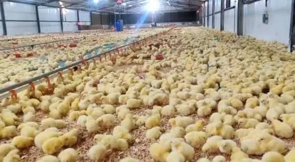 استيراد بيض التفقيس دون قيود يهدد صناعة الدواجن في حماة.. ودعوات المربين لتفادي الانهيار