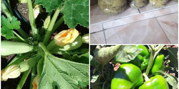 الحدائق المنزلية في درعا.. مبادرات لتعزيز وسائل المعيشة