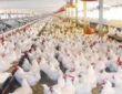 بالرغم من ارتفاع التكلفة.. الدجاج يتربع على قمة الطلب.. وأخصائي يصرح: تربية الطيور آمنة ومحل ثقة