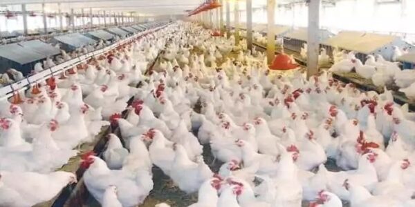 بالرغم من ارتفاع التكلفة.. الدجاج يتربع على قمة الطلب.. وأخصائي يصرح: تربية الطيور آمنة ومحل ثقة