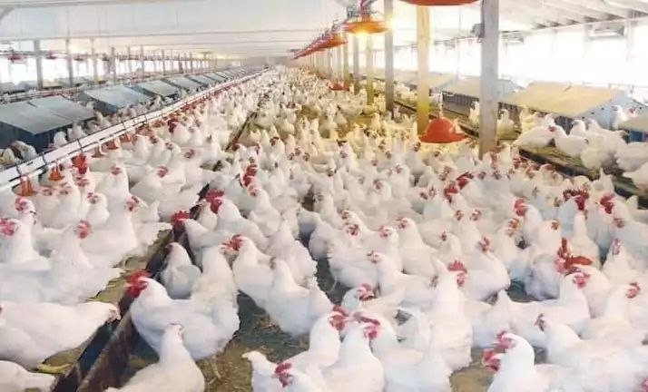 بالرغم من ارتفاع التكلفة.. الدجاج يتربع على قمة الطلب.. وأخصائي يصرح: تربية الطيور آمنة ومحل ثقة