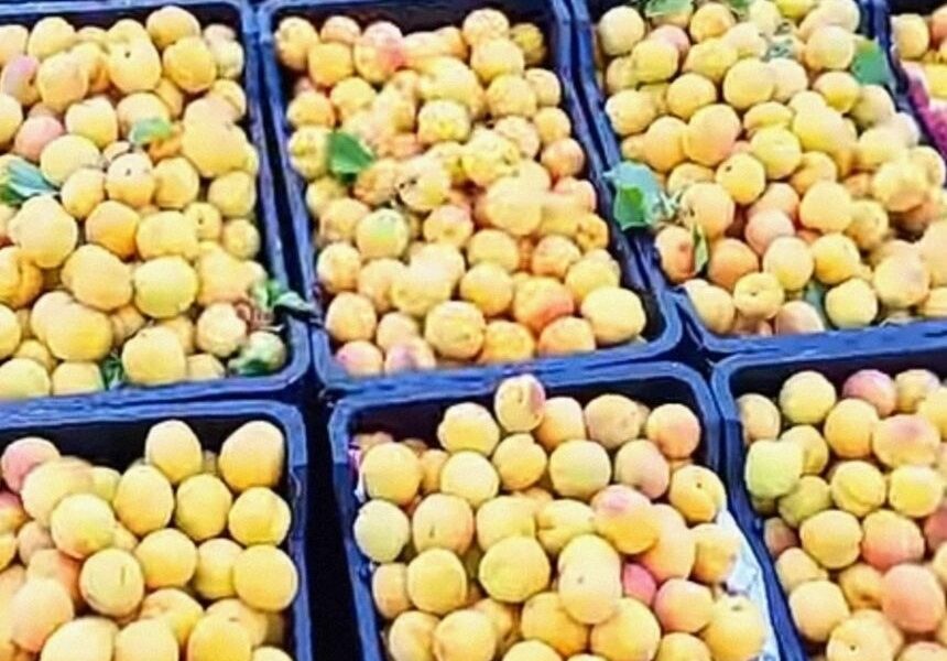 تحديات متعددة.. إنتاج 30 ألف طن من المشمش في القصير
