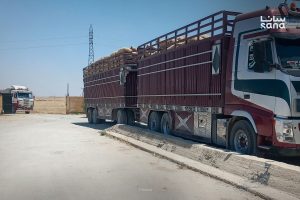 تسويق مليون طن من القمح في الحسكة مع استمرار الاستلام من قبل مؤسسة الحبوب