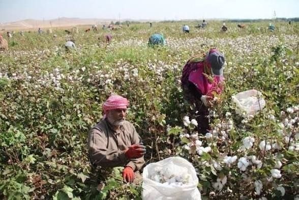 مزارعو دير الزور يعانون من بطء تسليم حقوقهم لموسم القطن لعام 2024