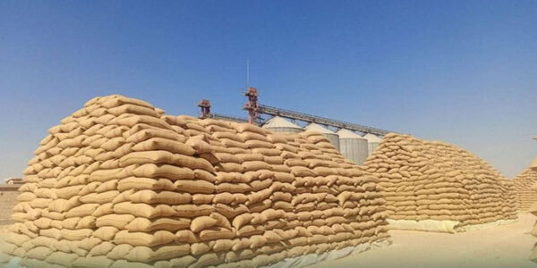 نجاح إمدادات القمح لهذا الموسم.. وتعهدات بحل معضلة المنصة وتأخر الدفع
