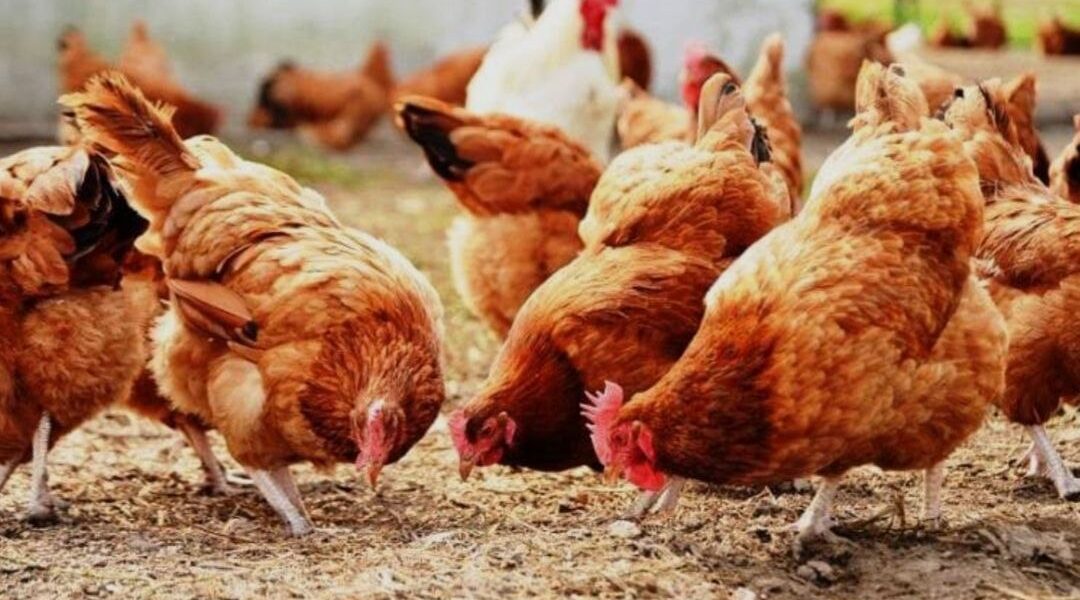 إحياء تربية الطيور في ساحات المنازل بحوران