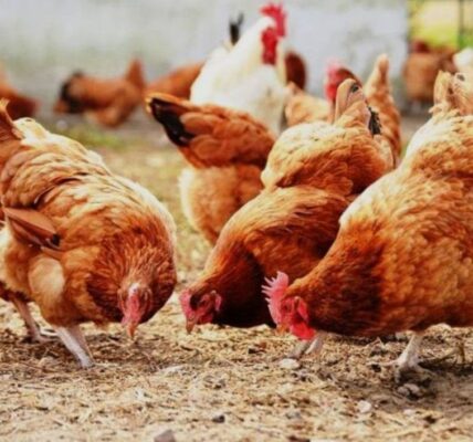 إحياء تربية الطيور في ساحات المنازل بحوران