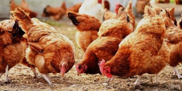 إحياء تربية الطيور في ساحات المنازل بحوران