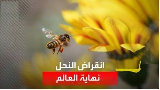 تنمية النحل: اقتصاد مزدهر يعترضه تحديات جسيمة مثل نقص الموارد والتغير المناخي والحرائق.