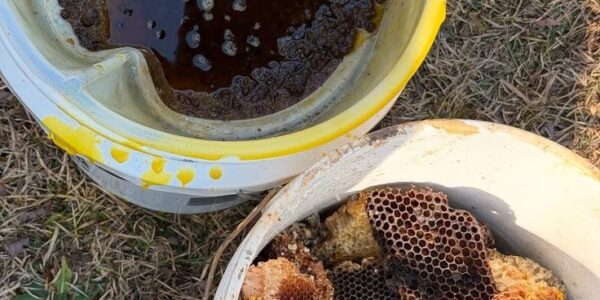 جمعية النحل الإنتاجية في طرطوس تطالب بإقامة مركز تلقيح وتعزيز المساحات الخضراء