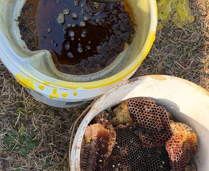 جمعية النحل الإنتاجية في طرطوس تطالب بإقامة مركز تلقيح وتعزيز المساحات الخضراء