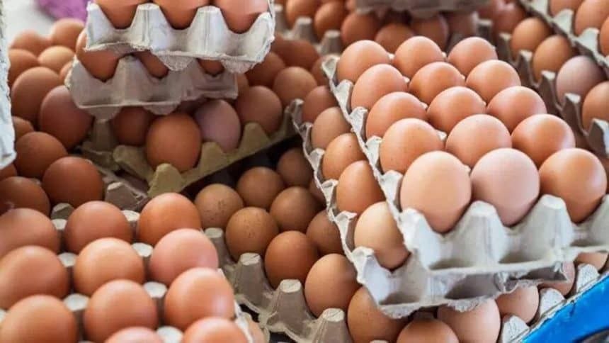 شركة دواجن طرطوس تقلل المصاريف وتهدف لإنتاج 20 مليون بيضة سنوياً