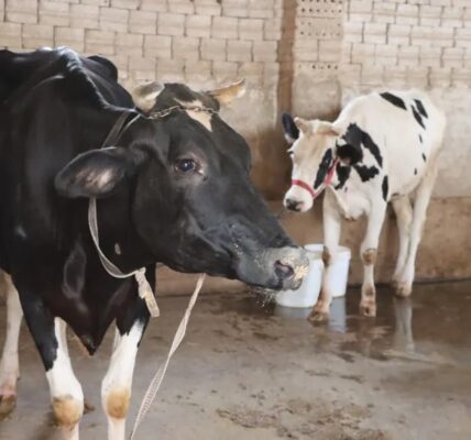 طرق حماية الماشية من أمراض الصيف: التغذية المتوازنة والابتعاد عن حرارة منتصف النهار عوامل أساسية