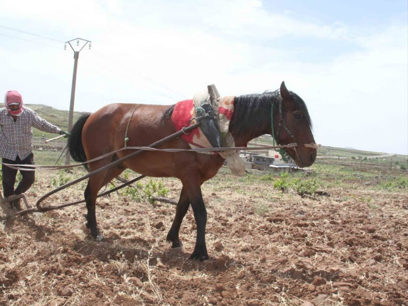 عودة الزراعة بالحراثة اليدوية إلى أرياف السويداء