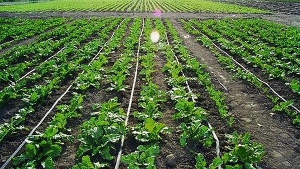 2.8 مليون هكتار مزروعة بالقمح والشعير.. ووضع خطة وطنية لتطوير القطاع الزراعي والانتقال للري المتطور