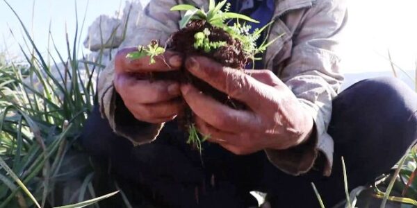 الأعشاب الطبية والعطرية في سوريا.. مجال اقتصادي مبشر يحتاج إلى الترتيب والتصنيع