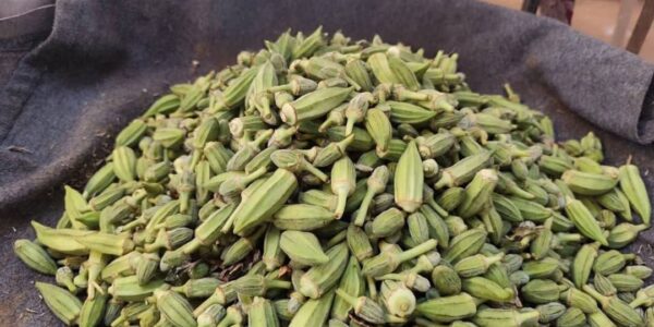 البامية الديرية.. من الزراعة إلى مائدة تجسد هوية المدينة وذاكرة الأجيال