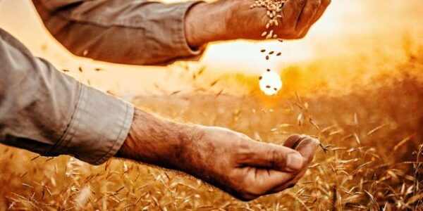 التحديات والحلول العملية لتحقيق استقرار الغذاء في سوريا