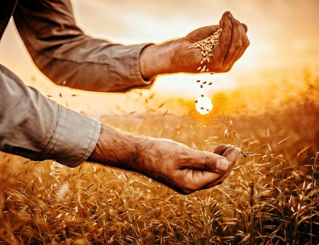 التحديات والحلول العملية لتحقيق استقرار الغذاء في سوريا