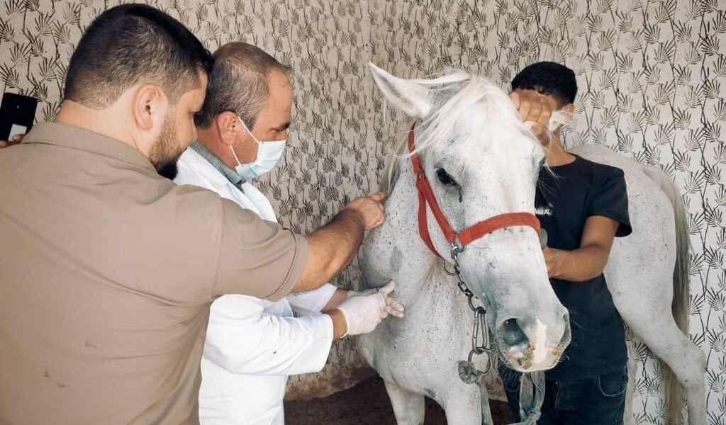 الهيئة البيطرية الطبية تطلق حملة استقصاء وبائي للجياد في الرقة