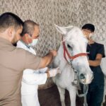 الهيئة البيطرية الطبية تطلق حملة استقصاء وبائي للجياد في الرقة