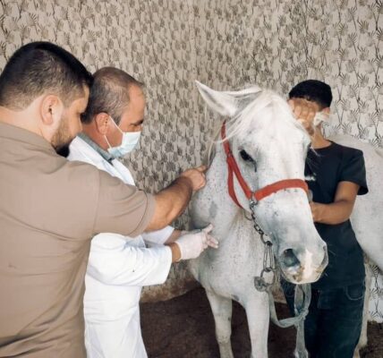 الهيئة البيطرية الطبية تطلق حملة استقصاء وبائي للجياد في الرقة