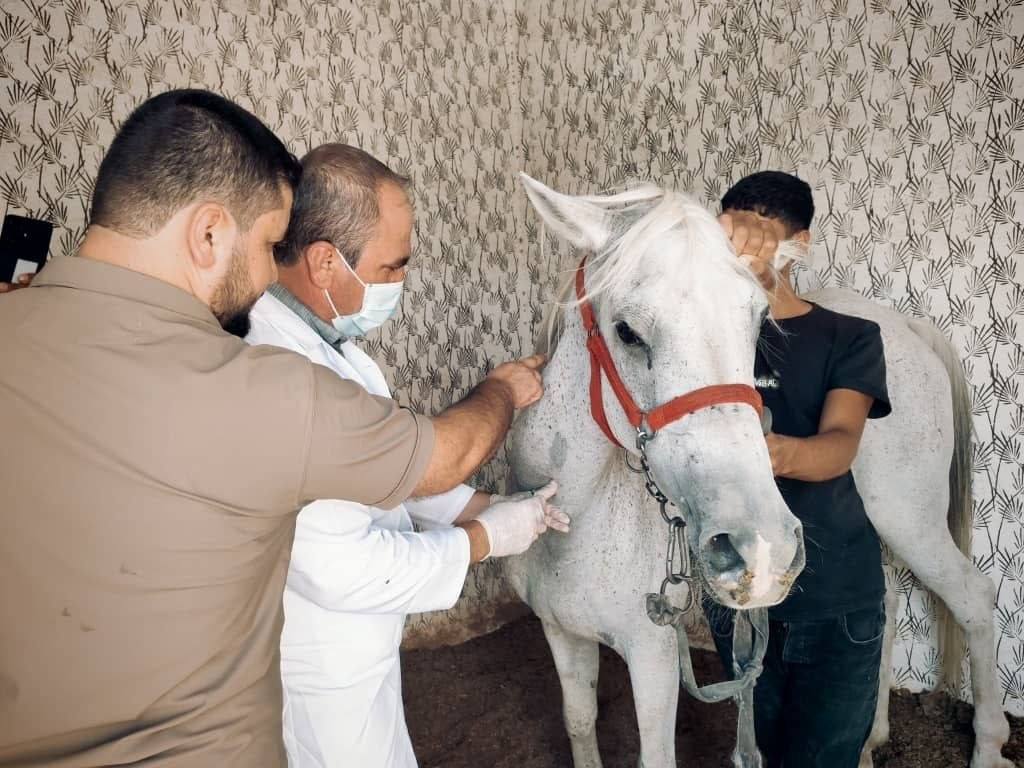 الهيئة البيطرية الطبية تطلق حملة استقصاء وبائي للجياد في الرقة