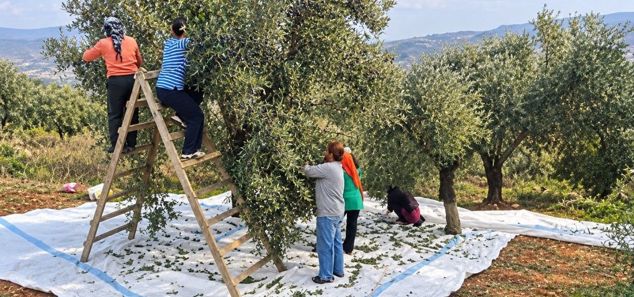 جني الزيتون.. عندما تصبح المزارع احتفالاً عائلياً