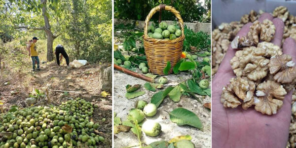 حصاد الجوز في طرطوس.. إنتاج يتراجع بسبب تغيرات الطقس وارتفاع النفقات