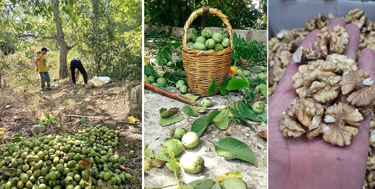حصاد الجوز في طرطوس.. إنتاج يتراجع بسبب تغيرات الطقس وارتفاع النفقات