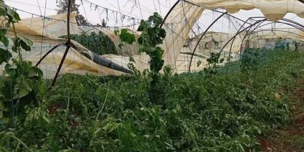 صندوق الحد من الكوارث يعزز جهوده قبل وقوع الأزمات.. و380 ألف عائلة استفادت منه