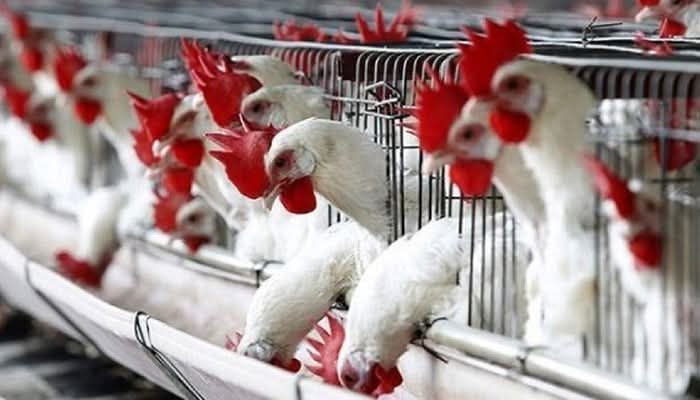 فتح باب الاستيراد يُسهم في انخفاض أسعار الفروج في أسواق درعا مرة أخرى