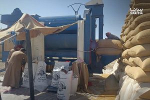 فرع إكثار البذار في دير الزور يبدأ العمل مجدداً بتقنيات الغربلة الحديثة
