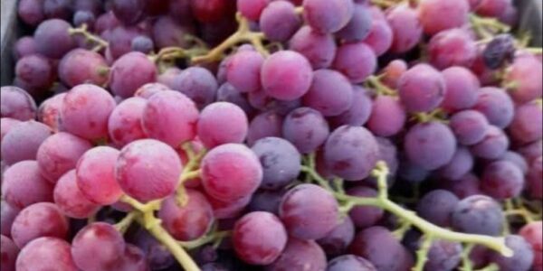 في أوج فترة جنيه.. تكاليف العنب في درعا تُرضي المستهلك لكنها أقل من تطلعات الفلاح