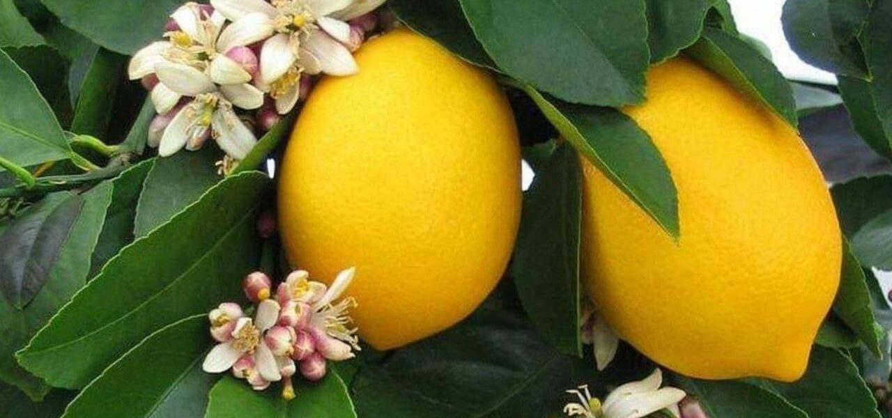 محاصيل الحمضيات في طرطوس.. تحدي اقتصادي قوي مع نقص الأسواق التصريفية