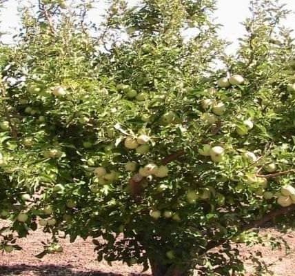 مزارعو التفاح في السويداء يناشدون بإيجاد حل لمعضلة تسويق محصولهم