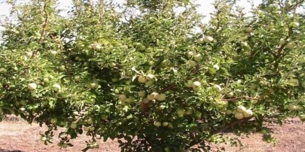 مزارعو التفاح في السويداء يناشدون بإيجاد حل لمعضلة تسويق محصولهم