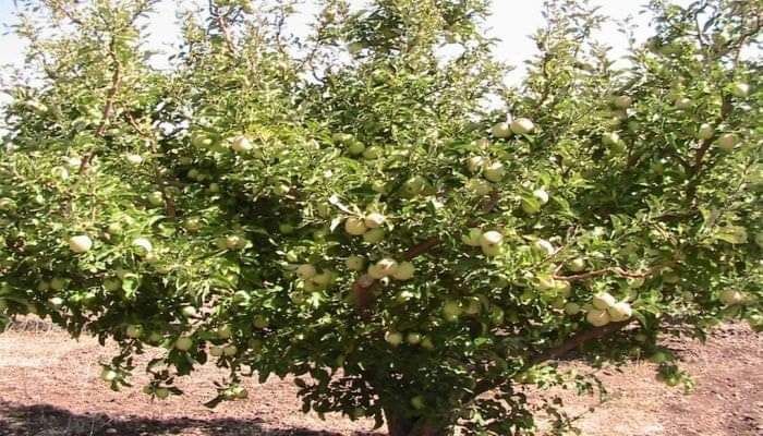 مزارعو التفاح في السويداء يناشدون بإيجاد حل لمعضلة تسويق محصولهم