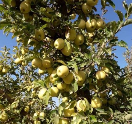 موسم جني التفاح يوفر فرص عمل لمئات العائلات في السويداء