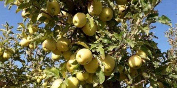 موسم جني التفاح يوفر فرص عمل لمئات العائلات في السويداء