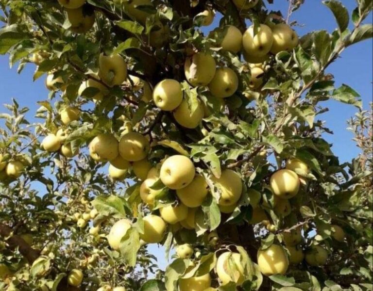 موسم جني التفاح يوفر فرص عمل لمئات العائلات في السويداء
