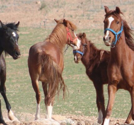 "وزارة الزراعة تتخذ تدابير وقائية لحماية الخيول العربية الأصيلة في المناطق الشرقية والشمالية"