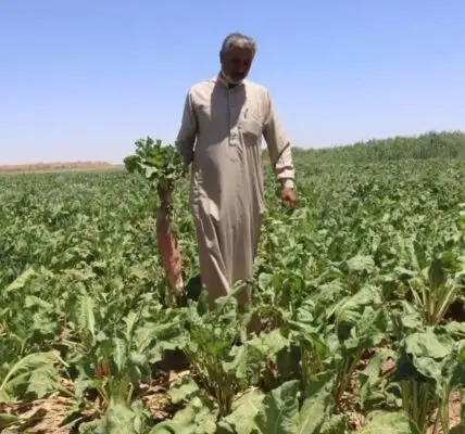 إصدار بحثي حديث يبرز الشوندر العلفي كخيار ذو أهمية