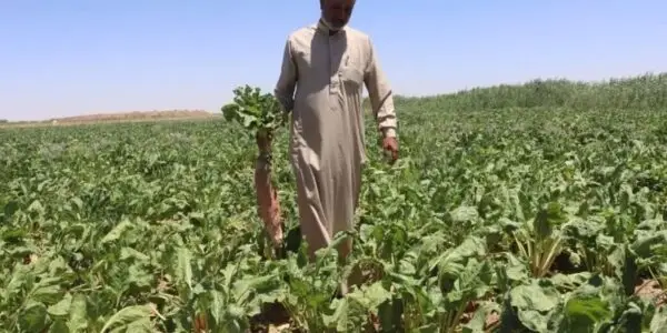 إصدار بحثي حديث يبرز الشوندر العلفي كخيار ذو أهمية