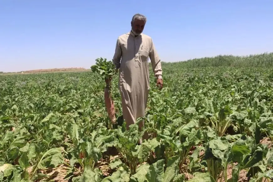 إصدار بحثي حديث يبرز الشوندر العلفي كخيار ذو أهمية