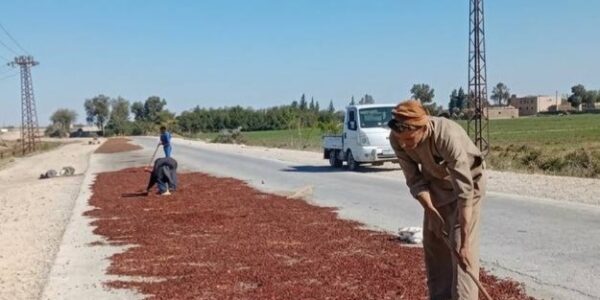 «السمسم الشتوي».. زراعة أنعشت فلاحي الرقة من الإفلاس عقب خسائرهم في محاصيلهم المعتادة