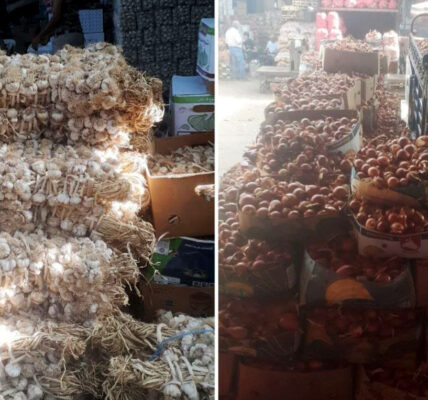 المزارعون يحثون على تمديد حظر الاستيراد وفتح التصدير لتسويق الفائض من الثوم والبصل